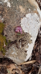 Corybas aconitiflorus