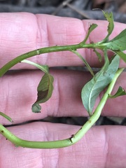 Ludwigia peploides montevidensis