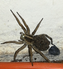 Lycosidae