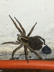 Lycosidae