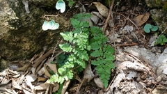 Myriopteris alabamensis