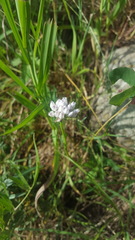 Amerallium