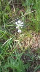 Amerallium