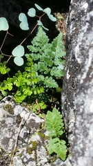 Myriopteris alabamensis