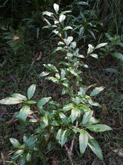 Croton verreauxii