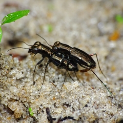 Cicindelina