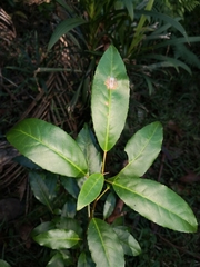 Croton verreauxii