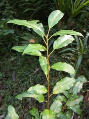 Croton verreauxii