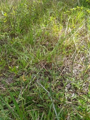 Gamochaeta antillana