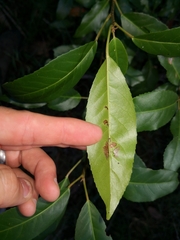Croton verreauxii