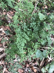 Adiantum atroviride