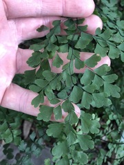 Adiantum atroviride