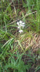 Amerallium