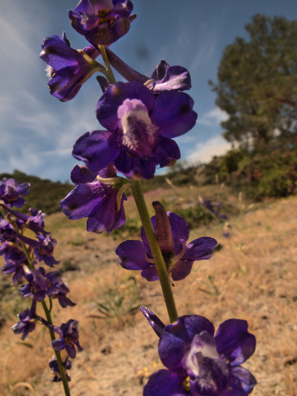 Delphinium uliginosum