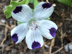 Nemophila maculata