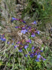 Penstemon pruinosus