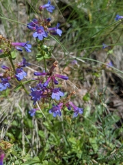 Penstemon pruinosus