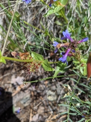 Penstemon pruinosus