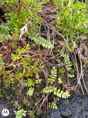 Anemia hirsuta