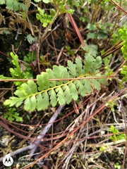 Anemia hirsuta