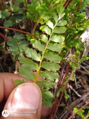 Anemia hirsuta