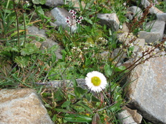 Erigeron eriocalyx