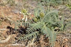 Astragalus drummondii