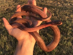 Masticophis flagellum