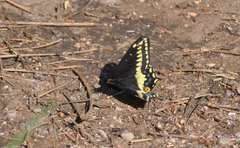 Papilio indra