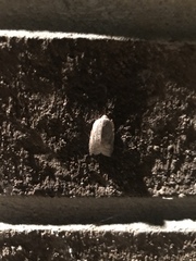 Coelostathma discopunctana