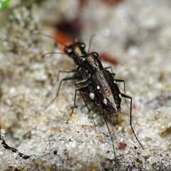 Cicindelina