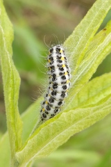 Zygaena lonicerae