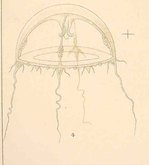 Eucheilota ventricularis
