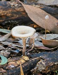 Clitocybe paraditopa