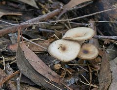 Clitocybe paraditopa