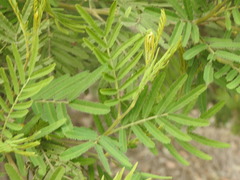 Acacia irrorata