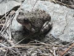Hyla arenicolor