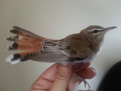 Cercotrichas galactotes