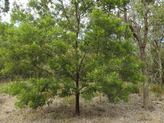 Acacia irrorata