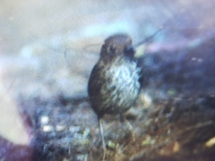 Pnoepyga pusilla