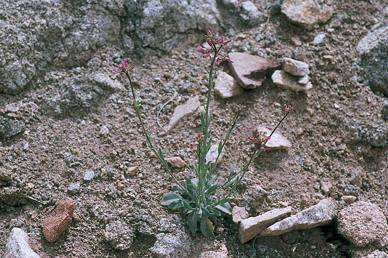 Boechera inyoensis
