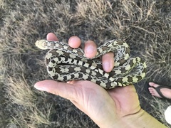 Pituophis catenifer affinis