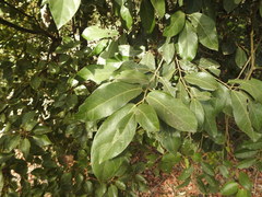 Ficus fraseri