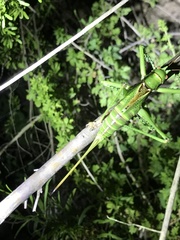 Neobarrettia spinosa