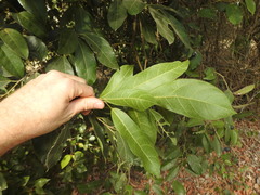 Ficus fraseri