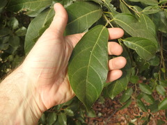 Ficus fraseri