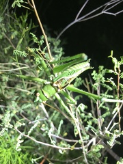 Neobarrettia spinosa