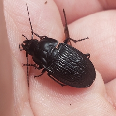 Dicaelus sculptilis