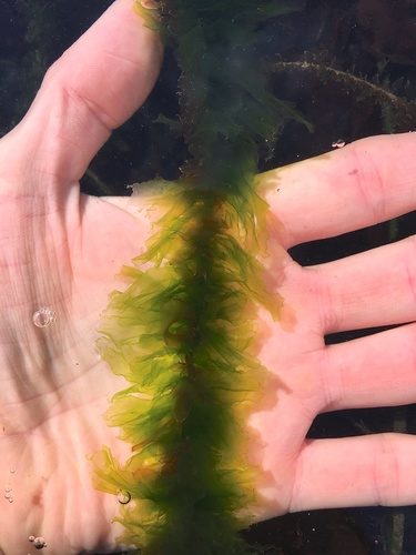 Representative image of Kornmanniaceae