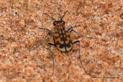 Lophyra cancellata